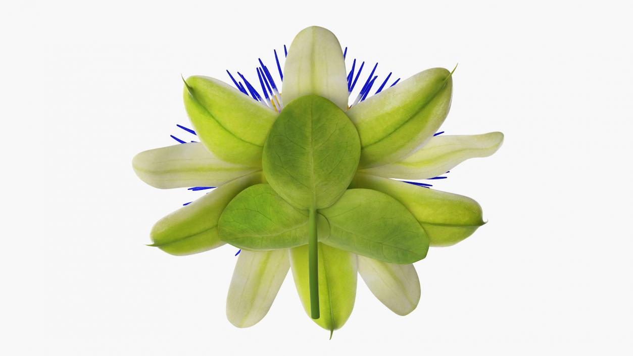 Passion Flower 3D model