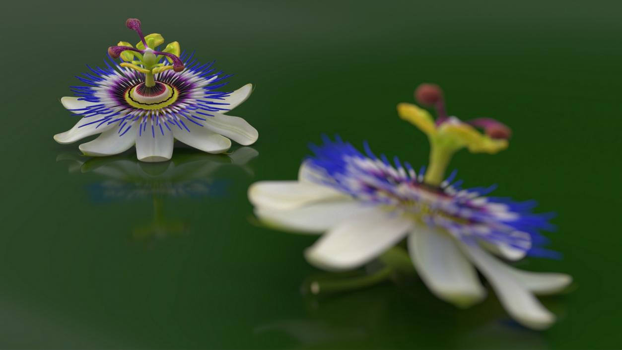 Passion Flower 3D model