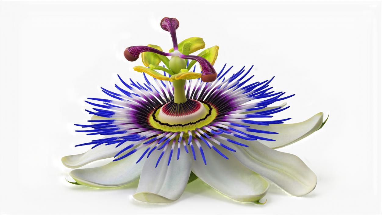 Passion Flower 3D model