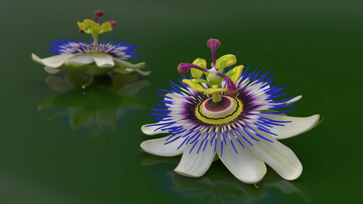 Passion Flower 3D model