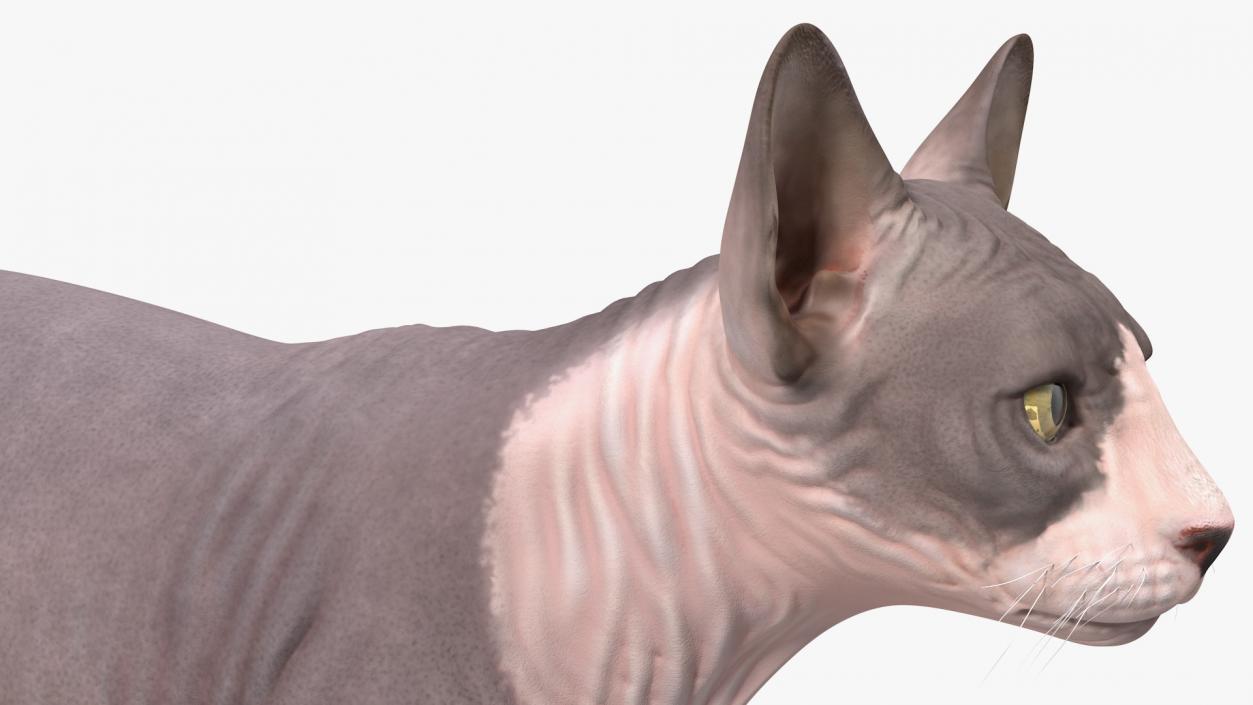 3D Sphynx Cat with Heterochromia Rigged