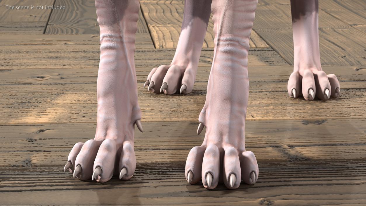 3D Sphynx Cat with Heterochromia Rigged