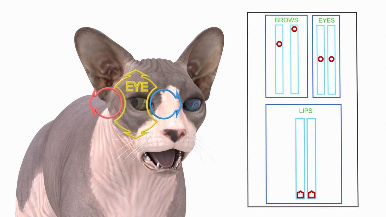 3D Sphynx Cat with Heterochromia Rigged