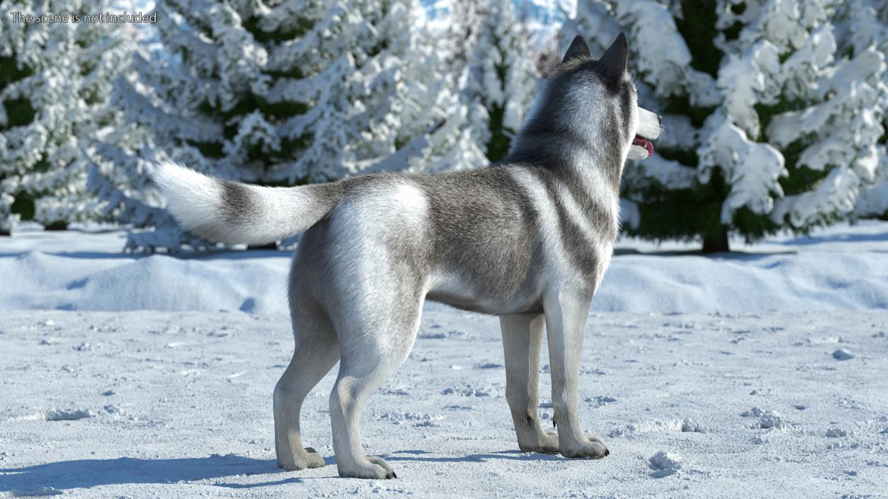 3D Husky Dog Gray and White Fur model