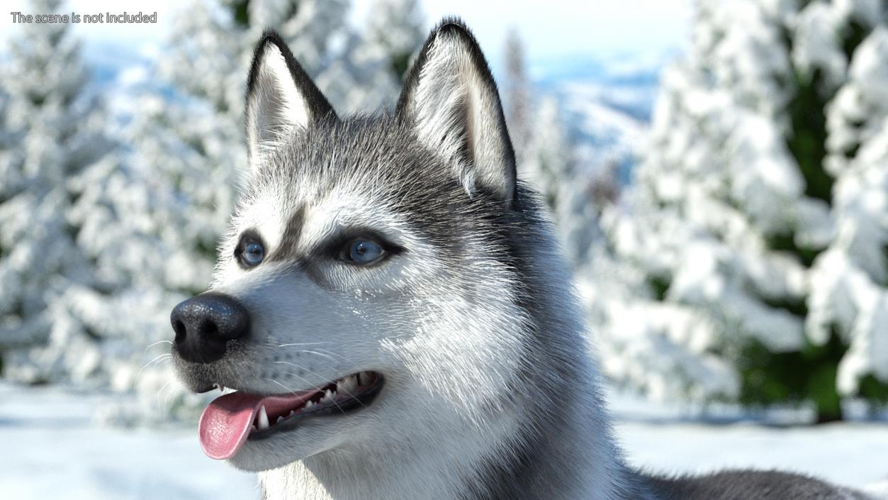 3D Husky Dog Gray and White Fur model