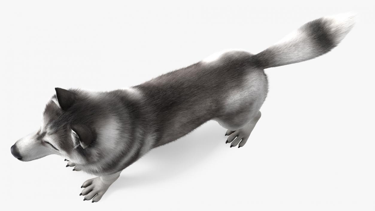 3D Husky Dog Gray and White Fur model