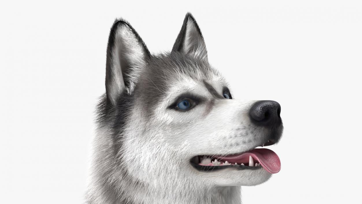 3D Husky Dog Gray and White Fur model