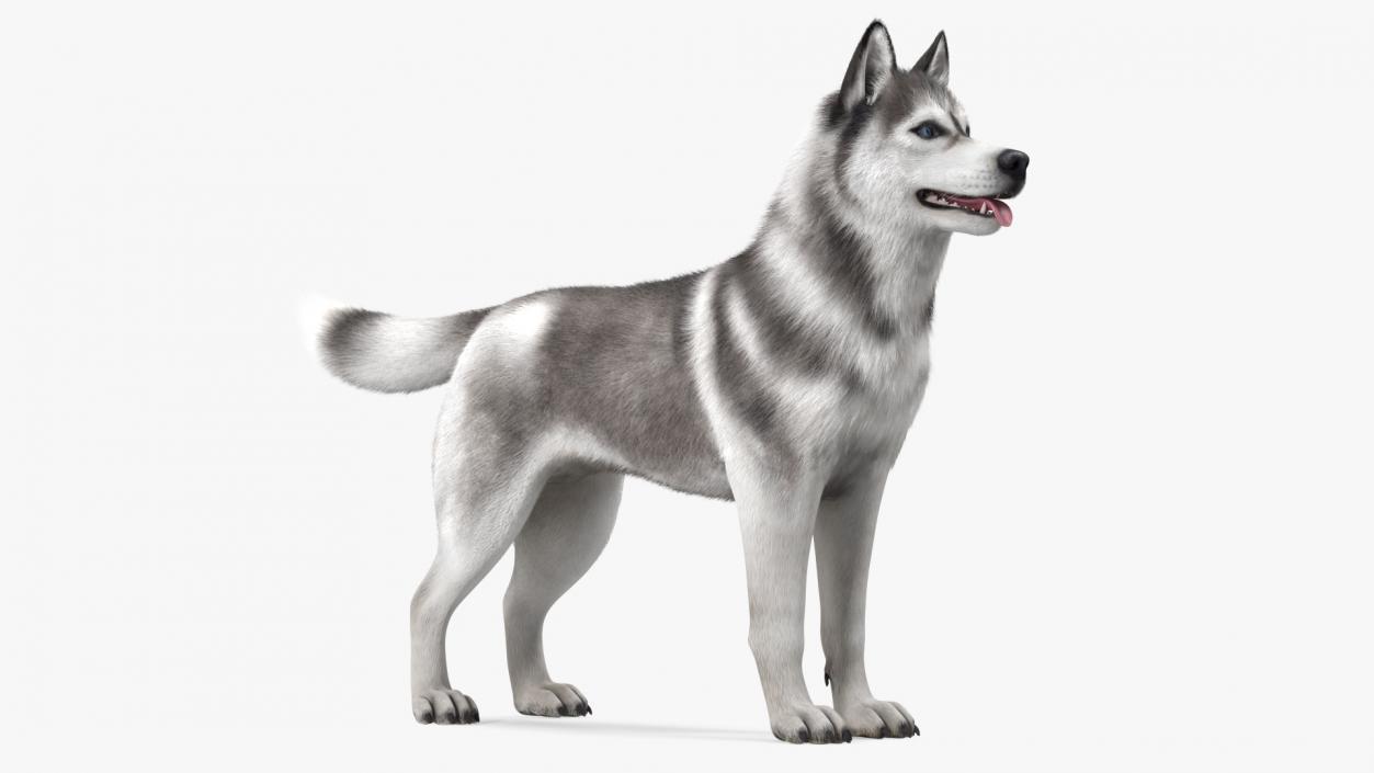 3D Husky Dog Gray and White Fur model