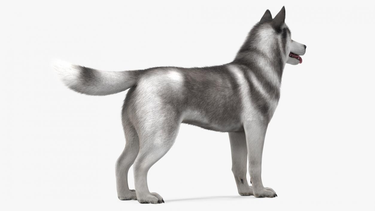 3D Husky Dog Gray and White Fur model