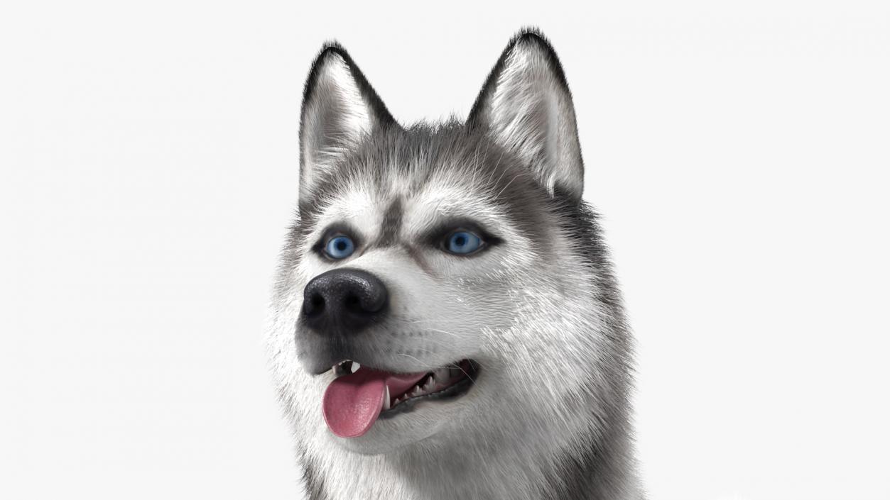 3D Husky Dog Gray and White Fur model