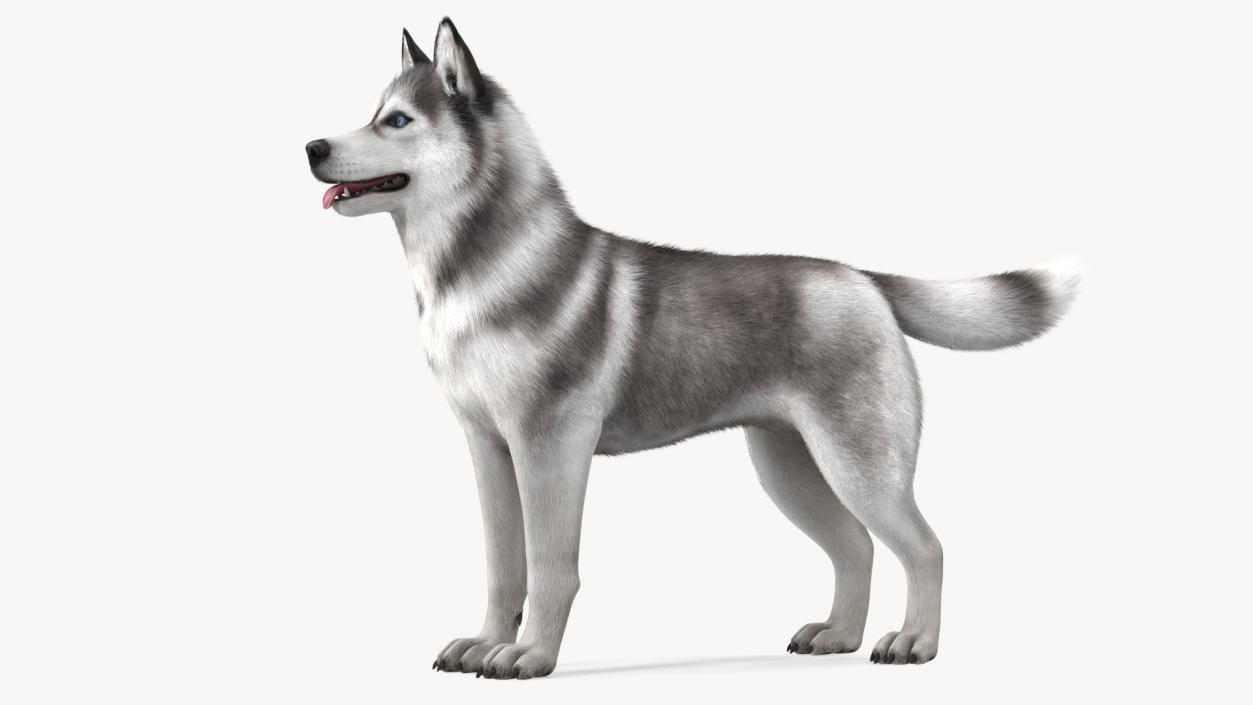 3D Husky Dog Gray and White Fur model