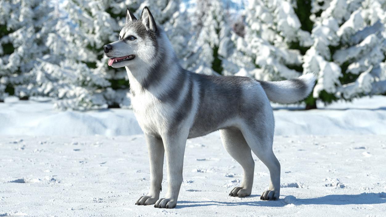 3D Husky Dog Gray and White Fur model