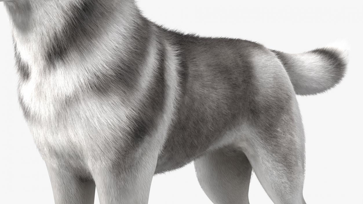 3D Husky Dog Gray and White Fur model