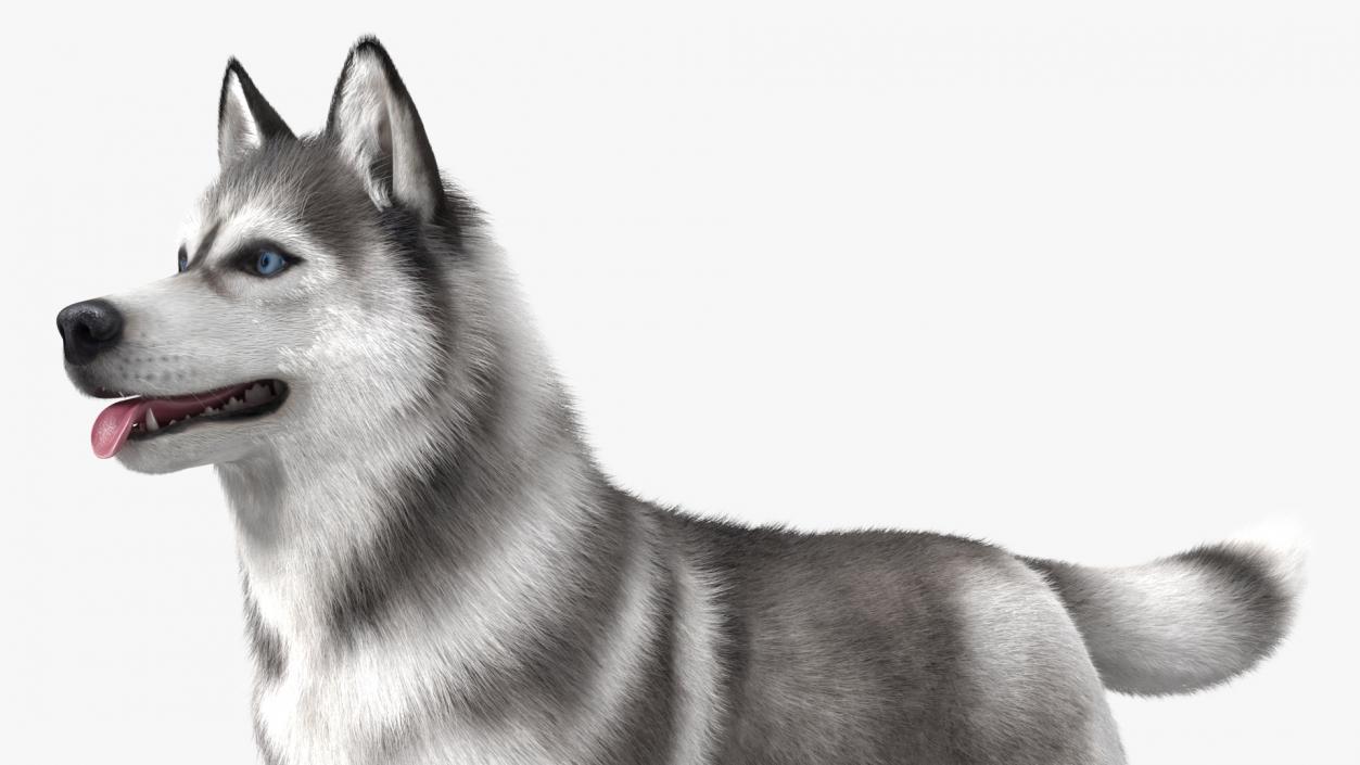 3D Husky Dog Gray and White Fur model