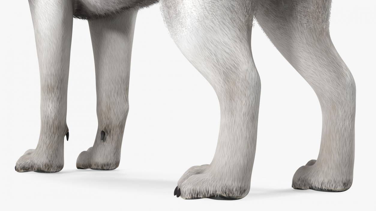 3D Husky Dog Gray and White Fur model