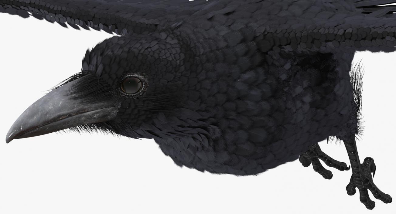 Raven Flying 3D