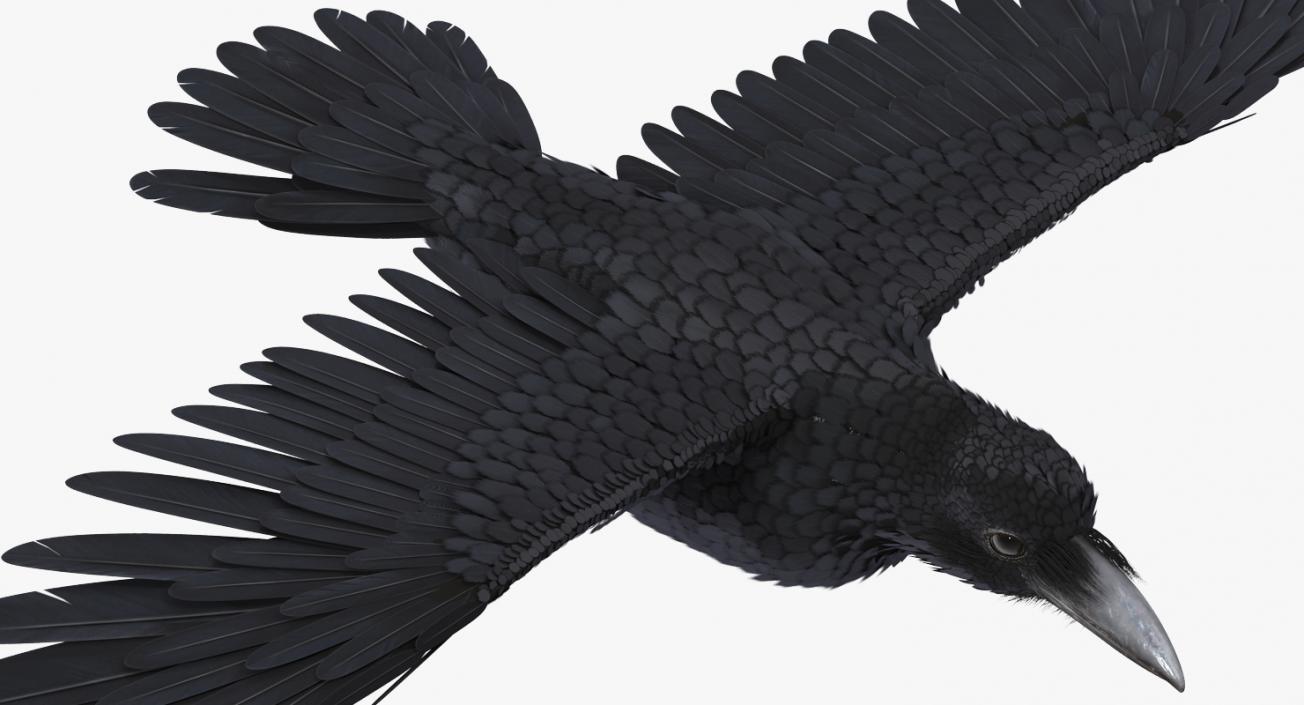 Raven Flying 3D