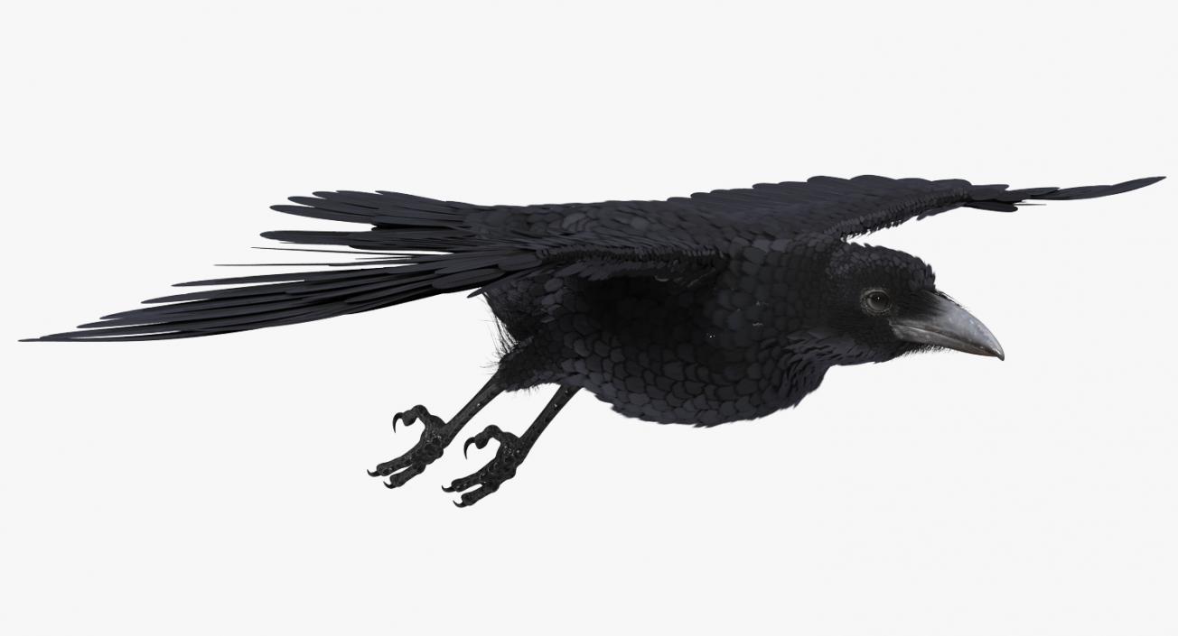 Raven Flying 3D