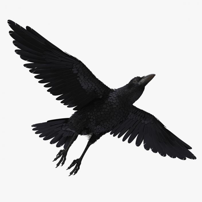 Raven Flying 3D