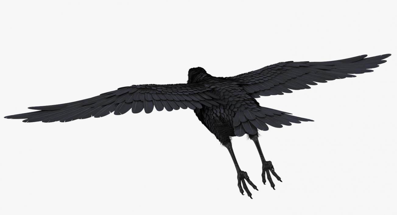 Raven Flying 3D