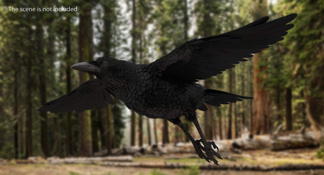 Raven Flying 3D