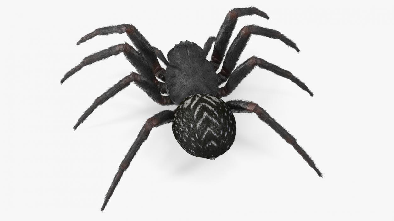 Black House Spider Fur Base Pose 3D