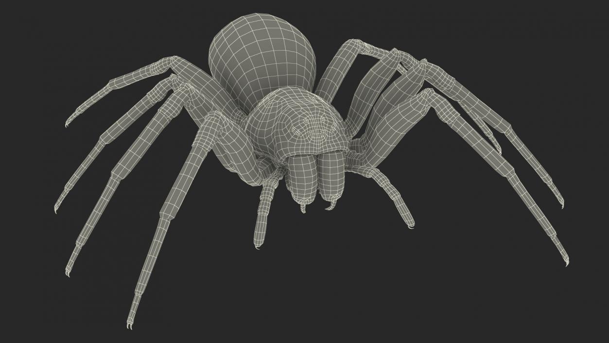 Black House Spider Fur Base Pose 3D