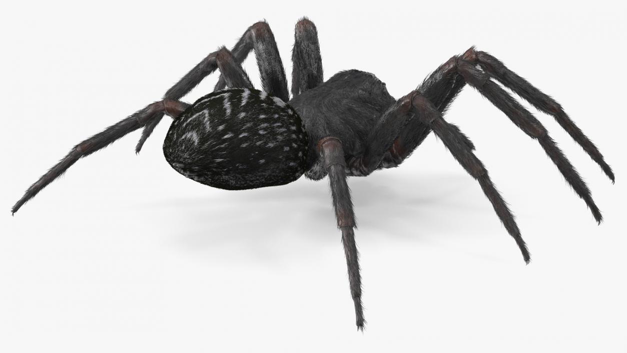 Black House Spider Fur Base Pose 3D