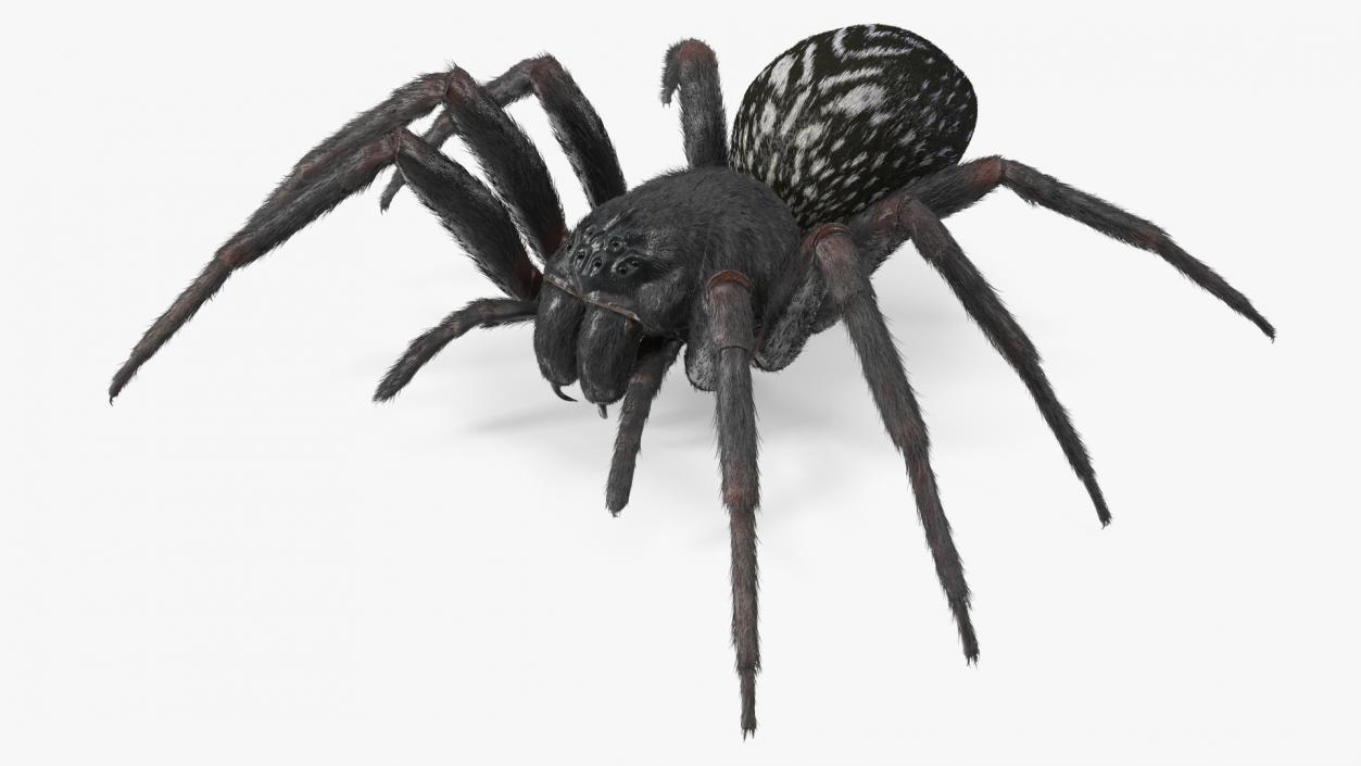 Black House Spider Fur Base Pose 3D