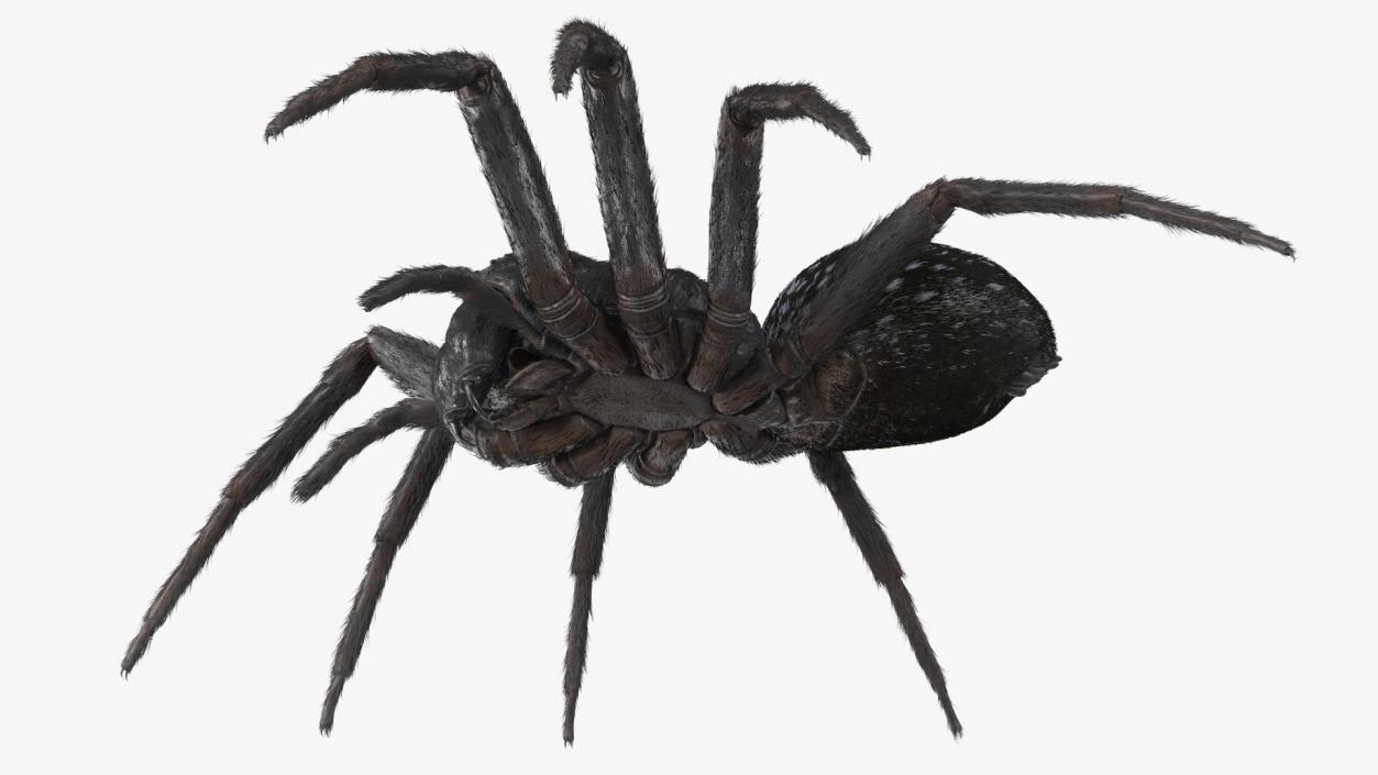 Black House Spider Fur Base Pose 3D