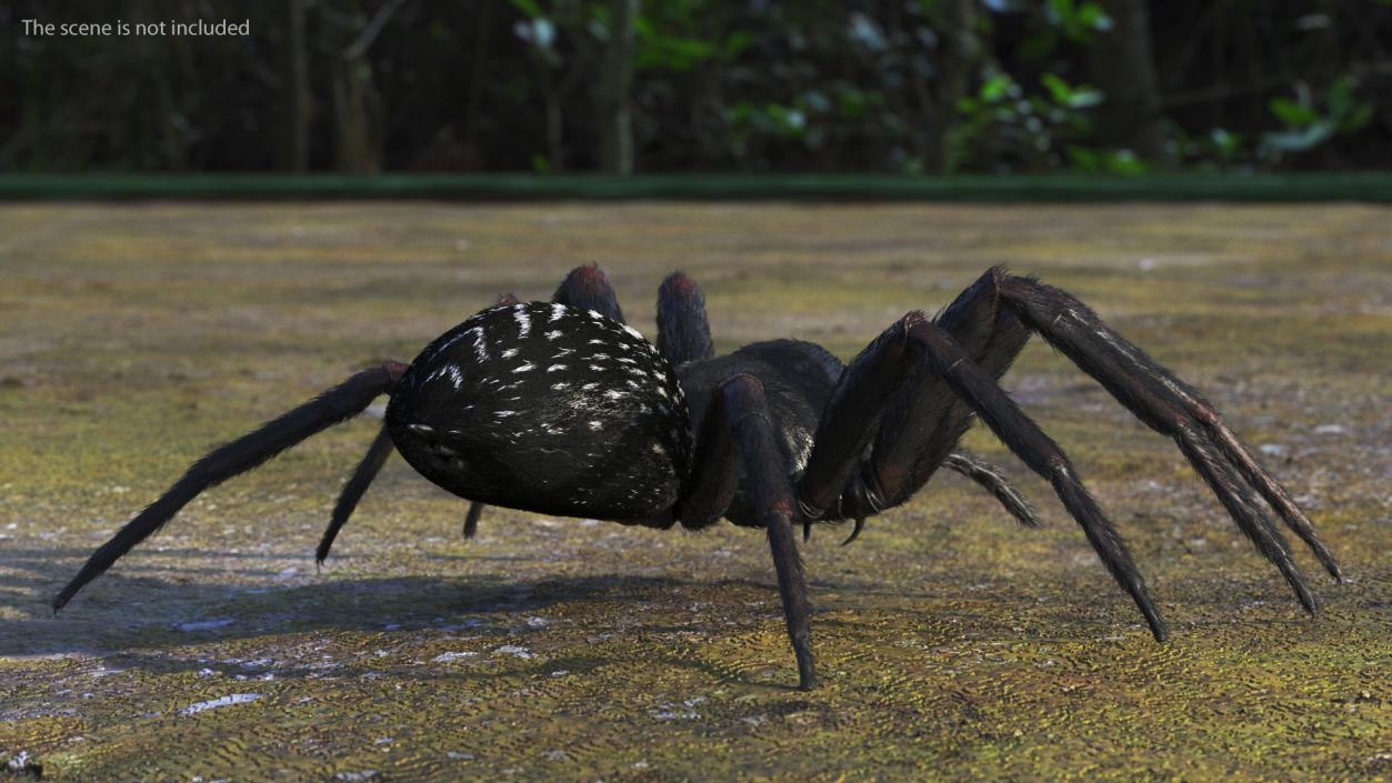 Black House Spider Fur Base Pose 3D