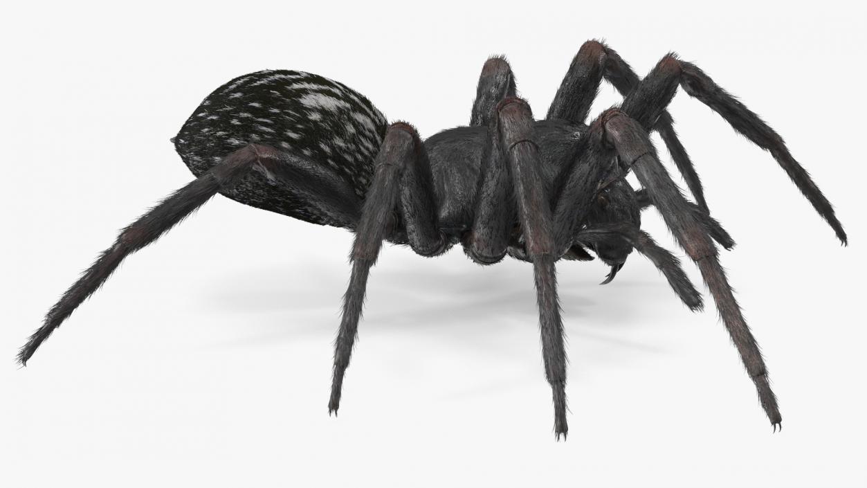 Black House Spider Fur Base Pose 3D