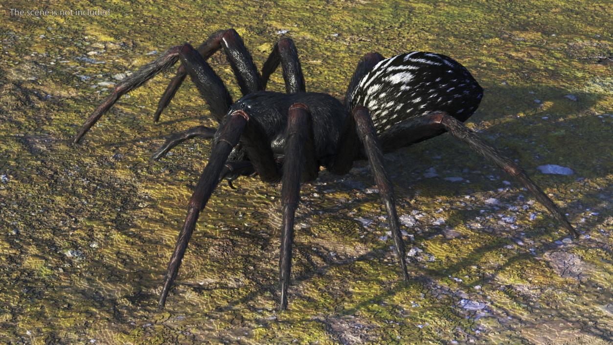 Black House Spider Fur Base Pose 3D