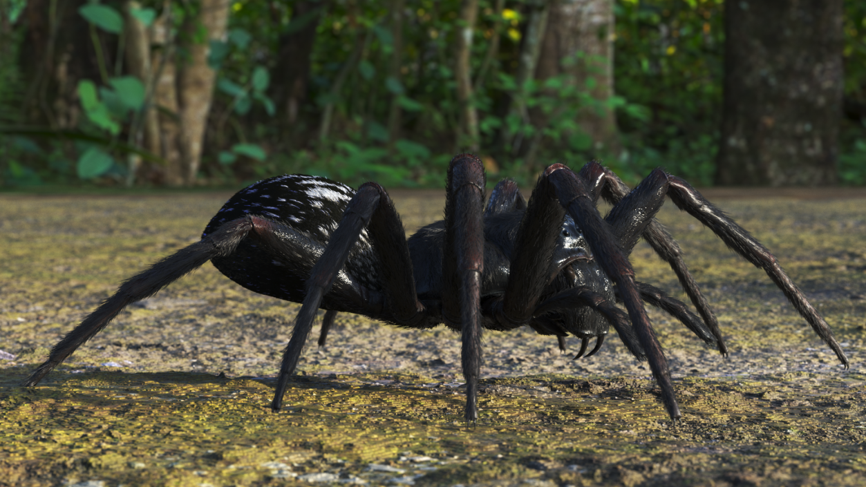 Black House Spider Fur Base Pose 3D