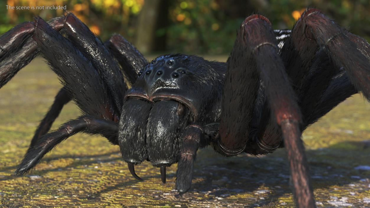 Black House Spider Fur Base Pose 3D