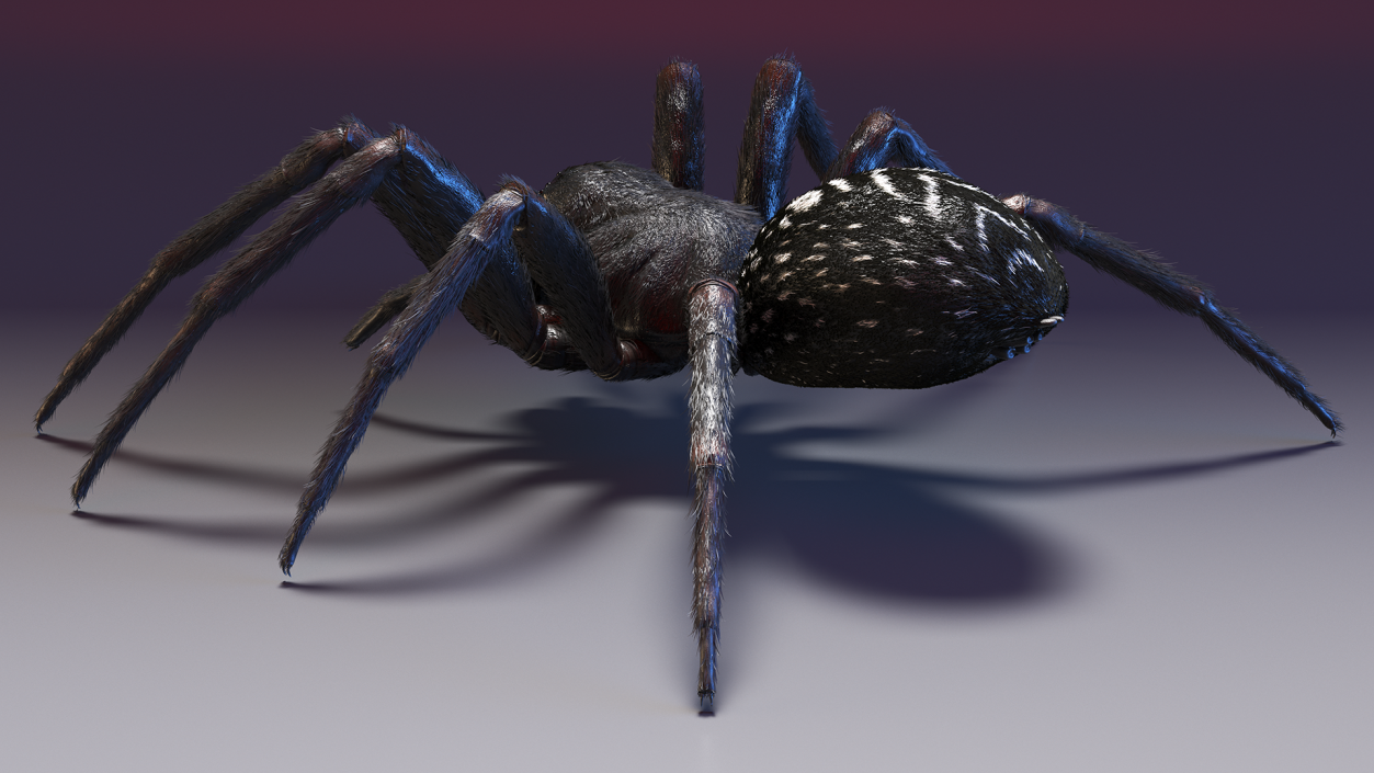 Black House Spider Fur Base Pose 3D