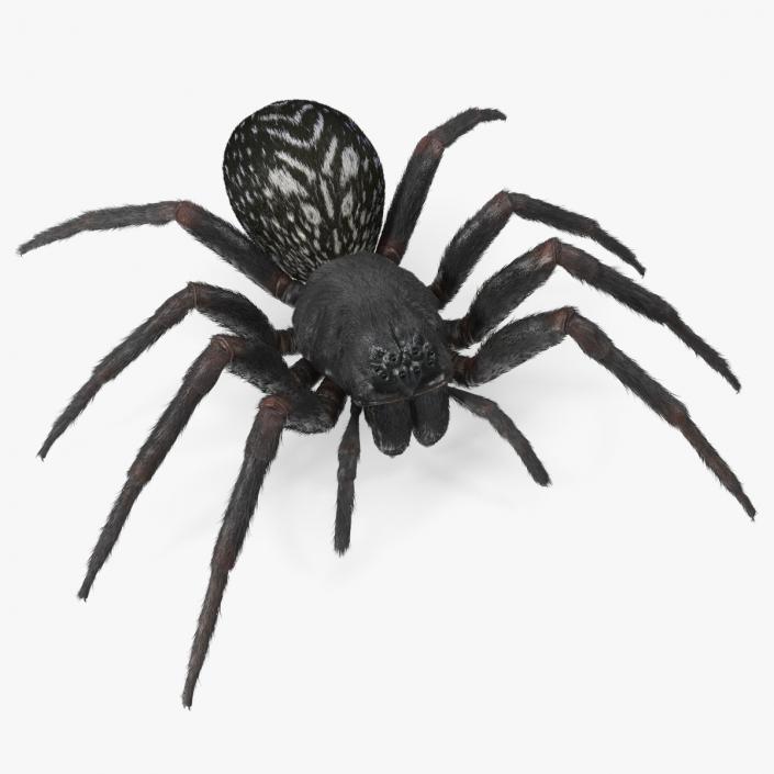 Black House Spider Fur Base Pose 3D