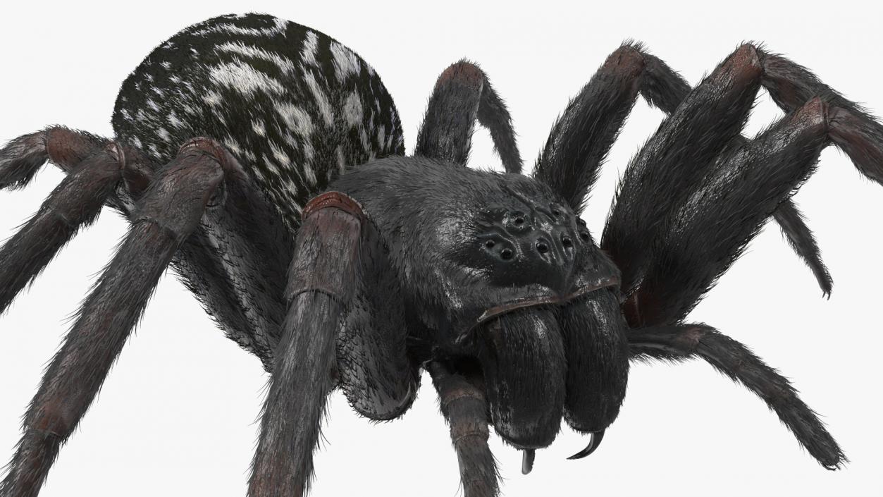 Black House Spider Fur Base Pose 3D