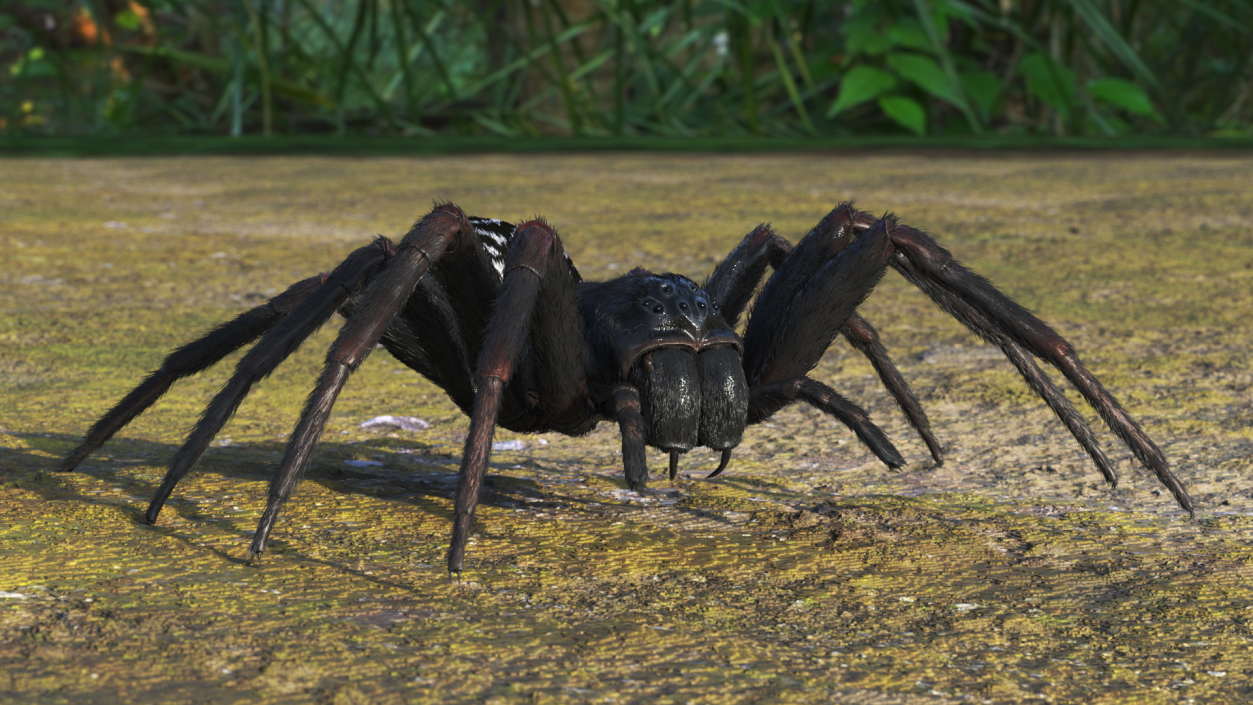 Black House Spider Fur Base Pose 3D