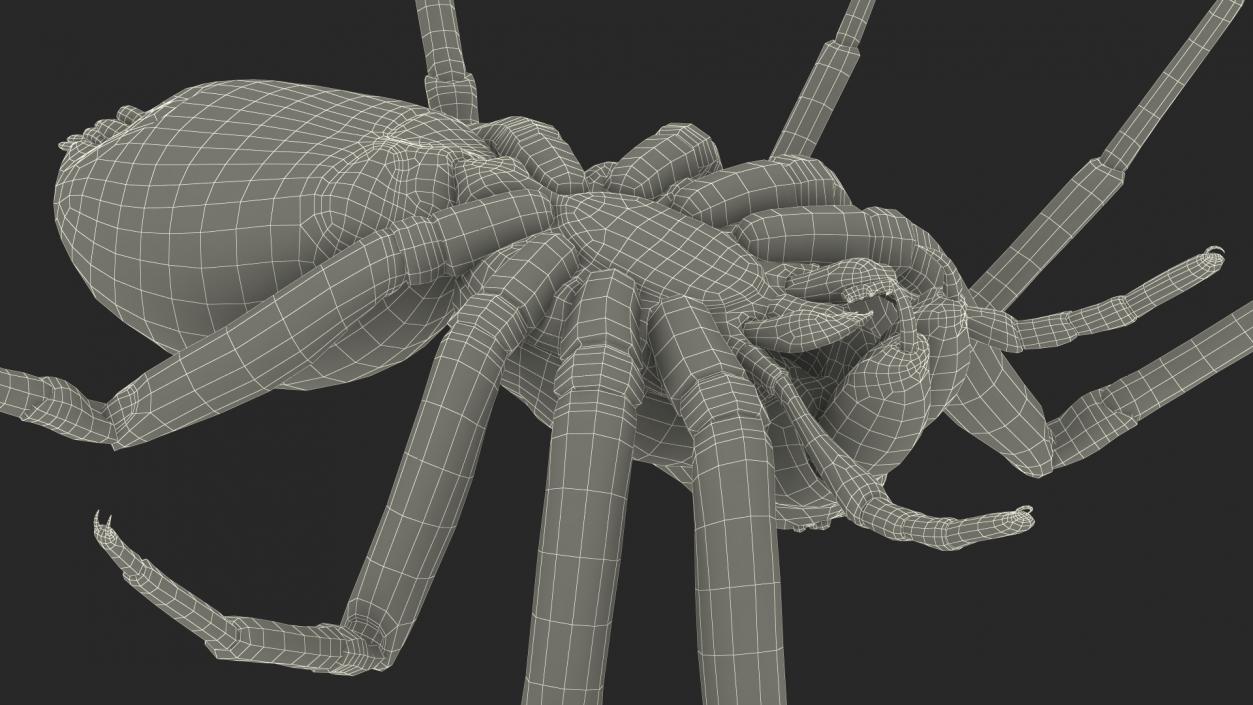 Black House Spider Fur Base Pose 3D