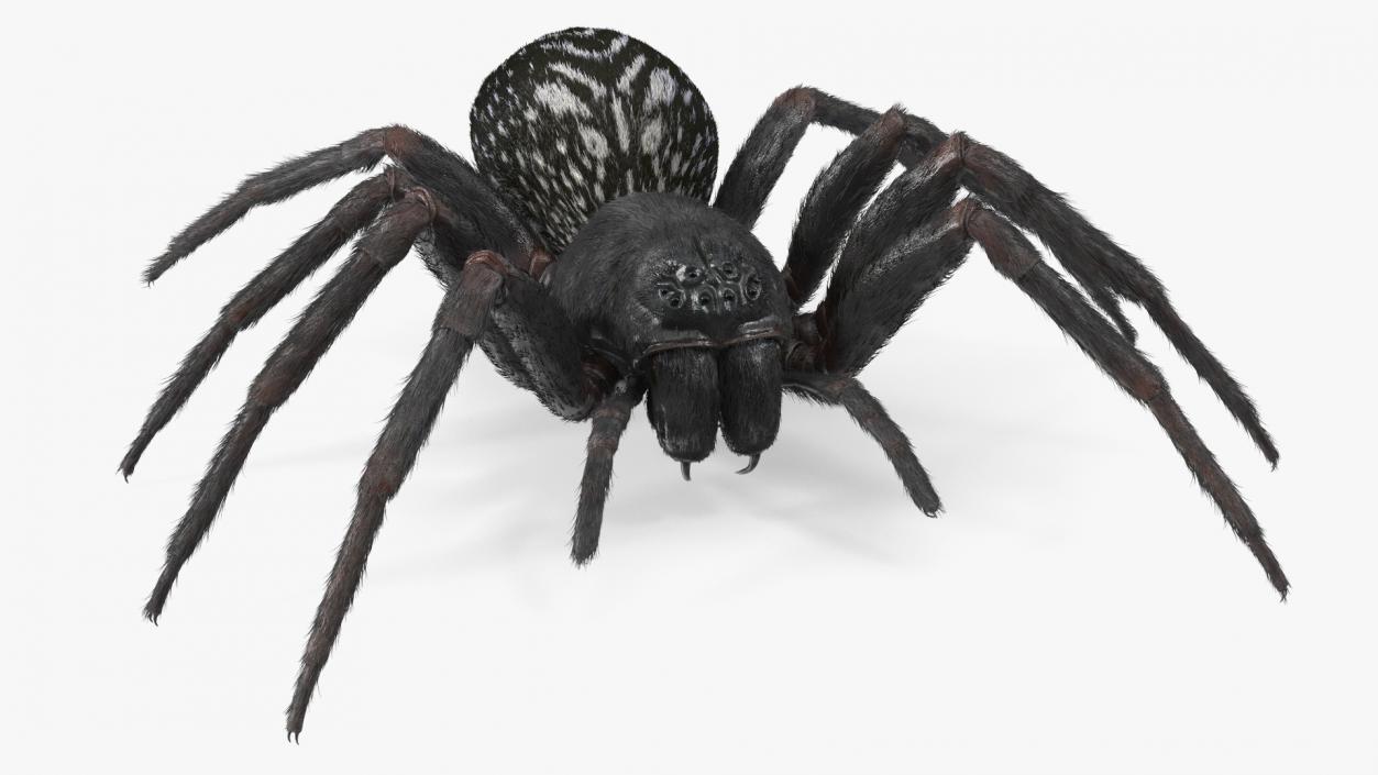 Black House Spider Fur Base Pose 3D