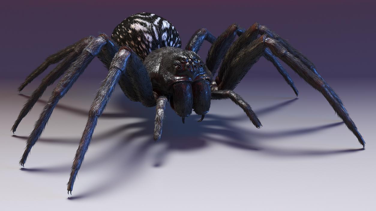 Black House Spider Fur Base Pose 3D