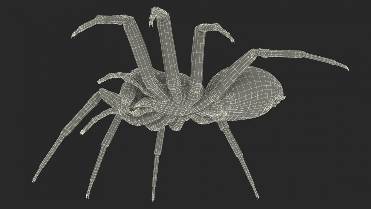 Black House Spider Fur Base Pose 3D