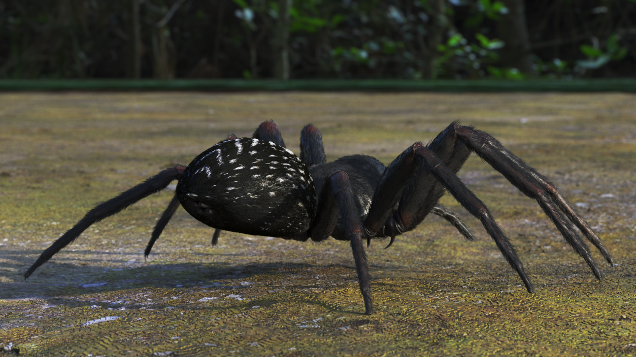 Black House Spider Fur Base Pose 3D