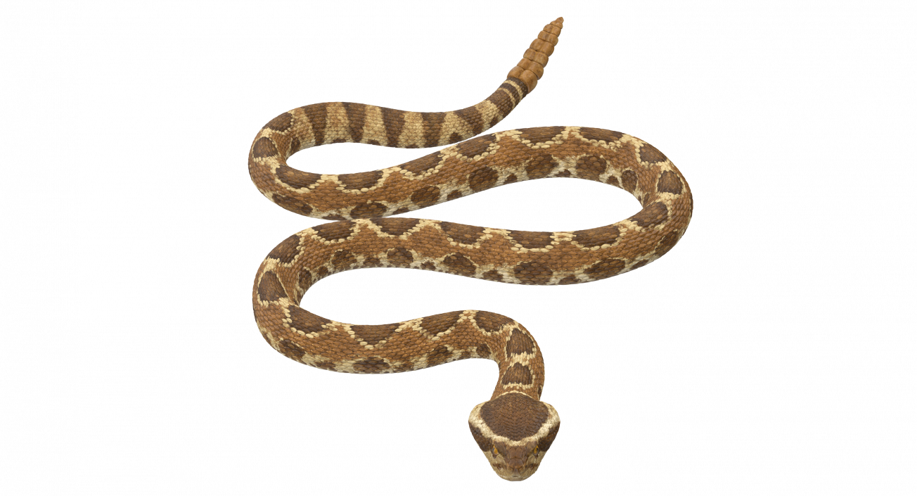 3D Light Rattlesnake Crawling Pose