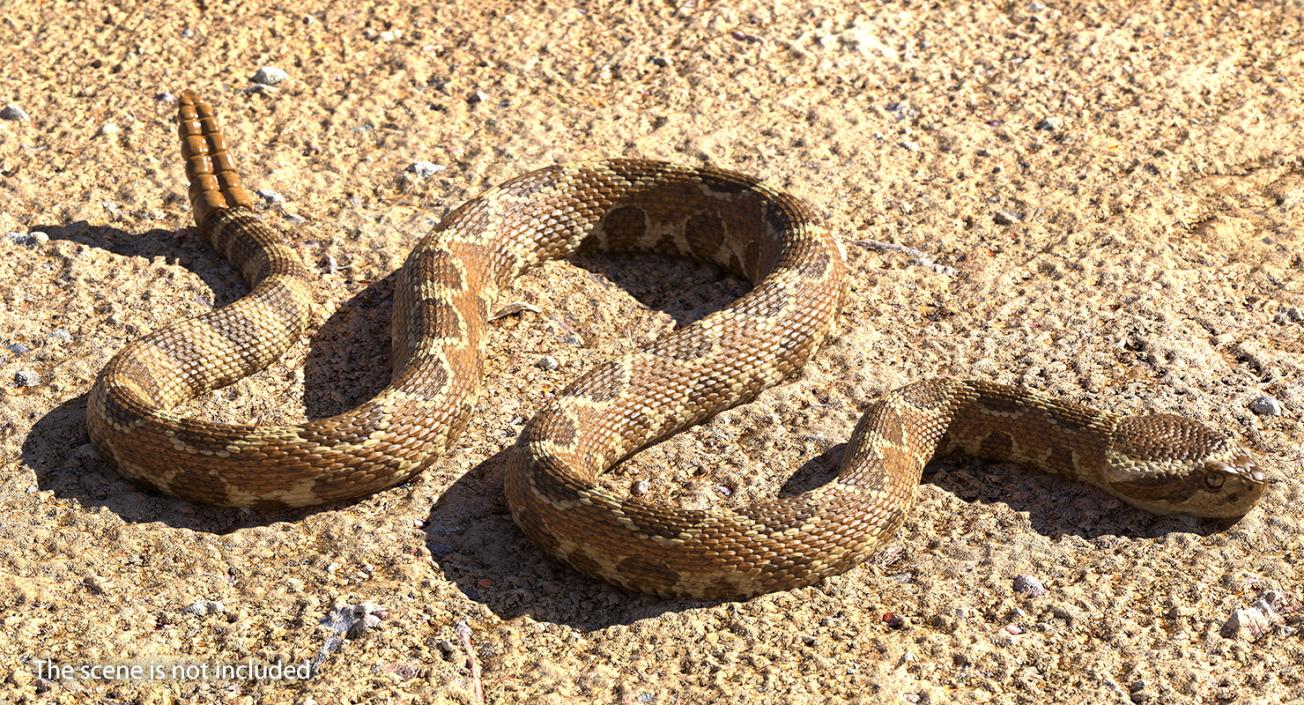 3D Light Rattlesnake Crawling Pose