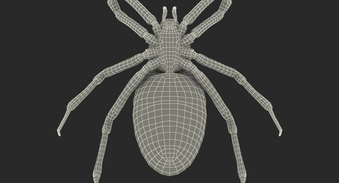 3D model Argiope Aurantia or Yellow Garden Spider