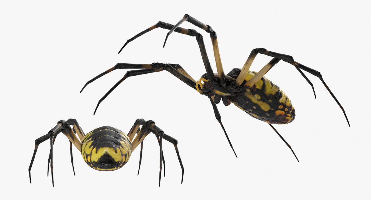 3D model Argiope Aurantia or Yellow Garden Spider