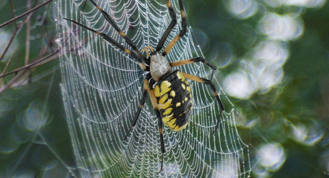 3D model Argiope Aurantia or Yellow Garden Spider