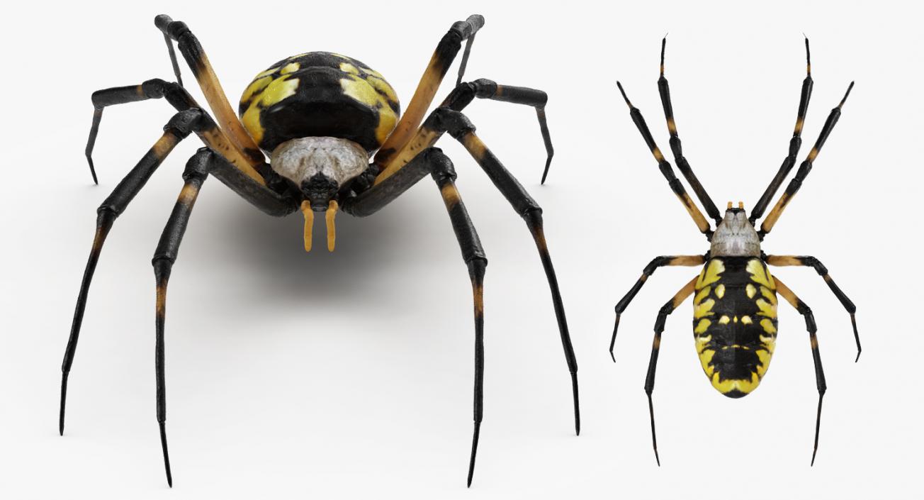 3D model Argiope Aurantia or Yellow Garden Spider